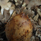 Acorn Nectriaceae Fungi