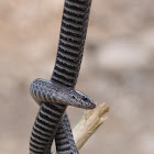 Blyth's Reticulated Snake