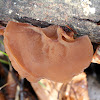 Wood Ear