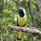 Green jay