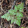 St. Lawrence Grapefern