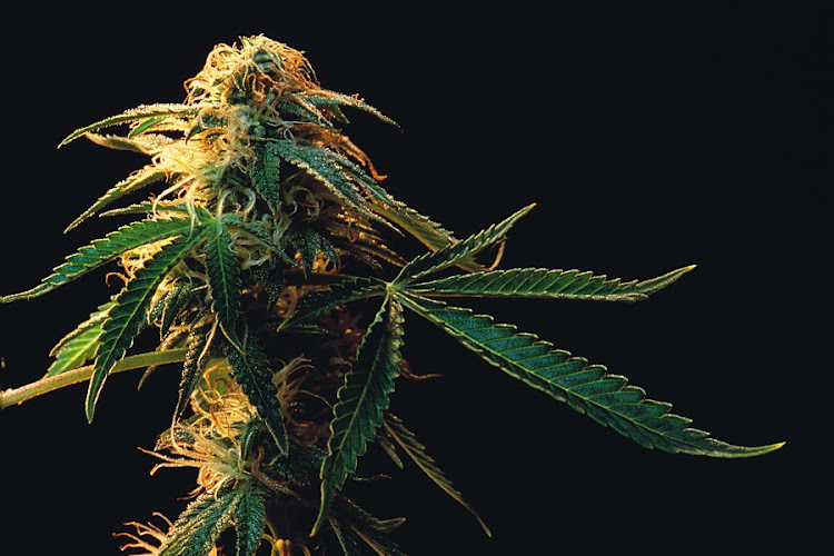 Marijuana. Picture: THINKSTOCK