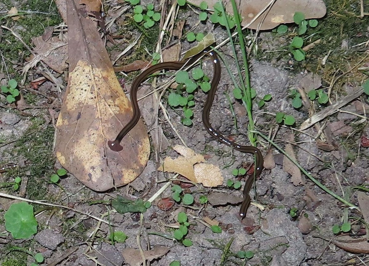 Arrowhead Flatworm