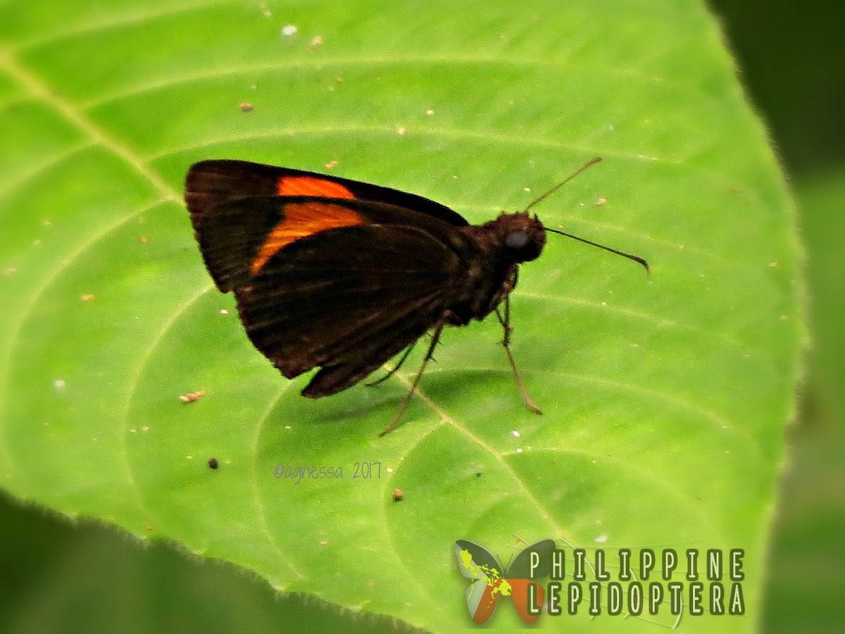 Narrow Banded Velvet Bob