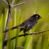 Eastern Towhee