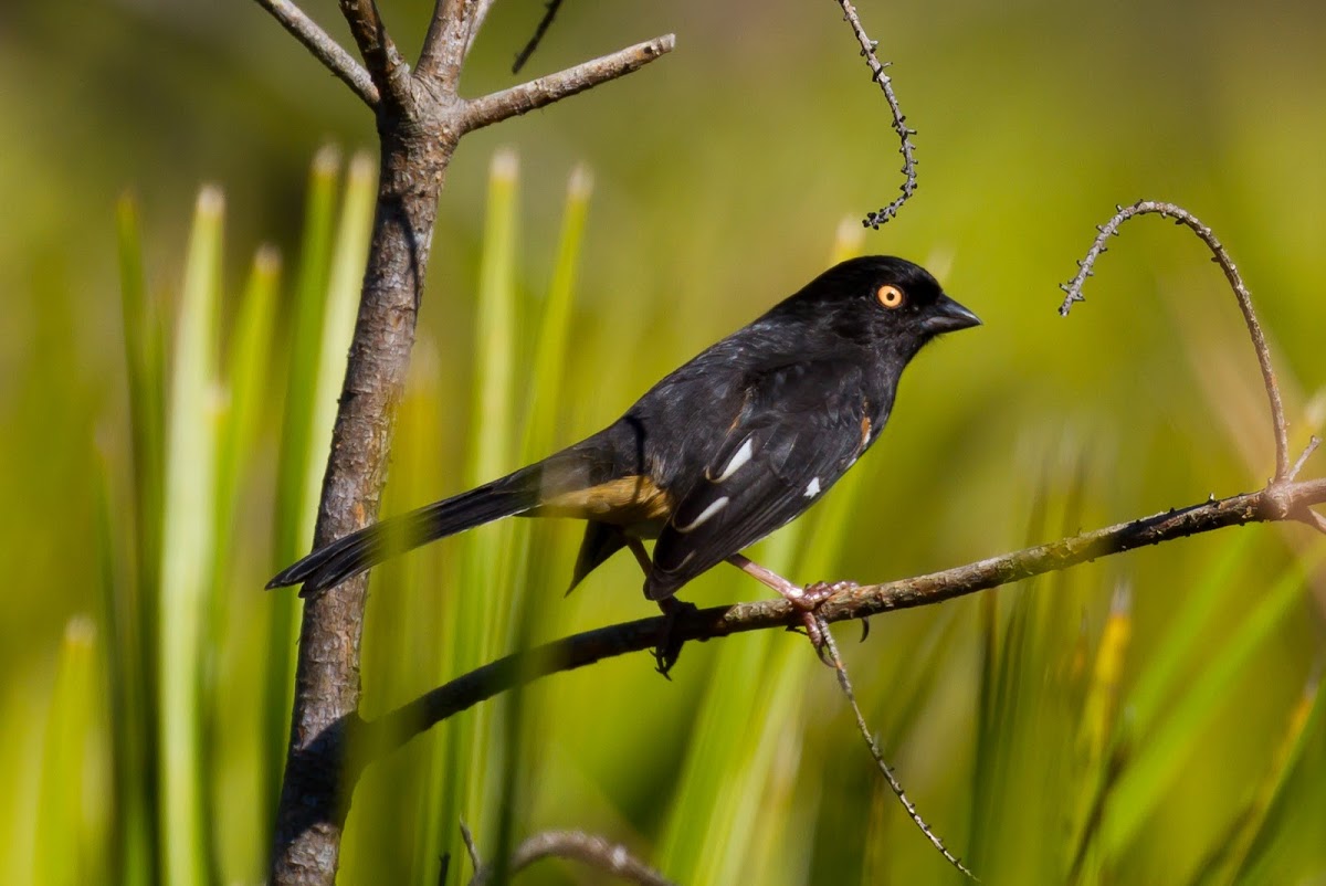 Eastern Towhee