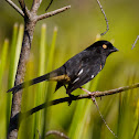 Eastern Towhee