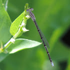 Double-striped Bluet