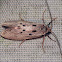 Mimosa Webworm Moth