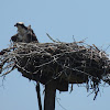 Osprey