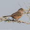 Subalpine Warbler; Curruca Carrasqueña