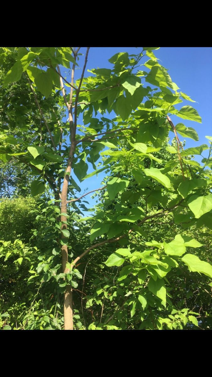 Norther Catalpa