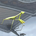 Praying mantis