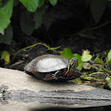 Painted turtle