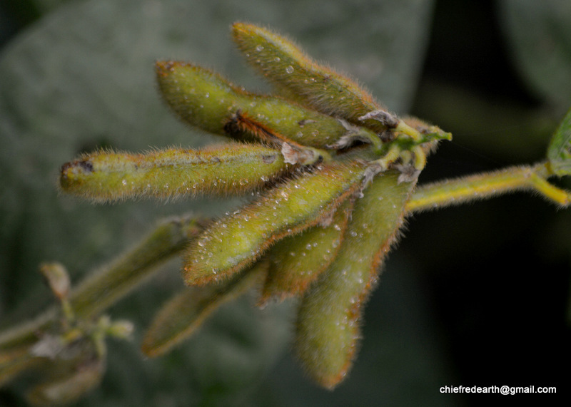 soybean, soya bean