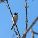 Black-capped chickadee