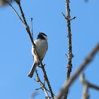 Black-capped chickadee