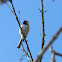 Black-capped chickadee