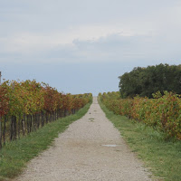 Vigneto nei pressi di Ankaran, Slovenia di 