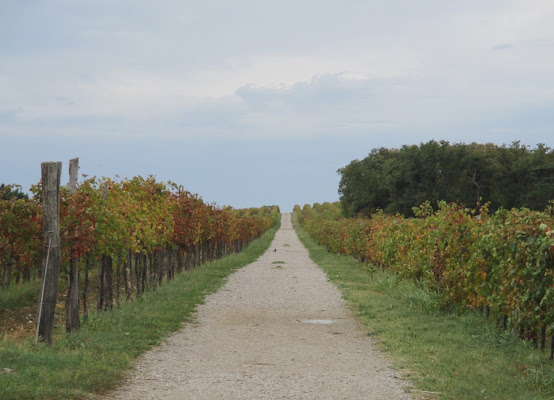 Vigneto nei pressi di Ankaran, Slovenia di LunaStorta