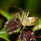 Lynx spider