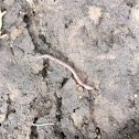 Common earthworm