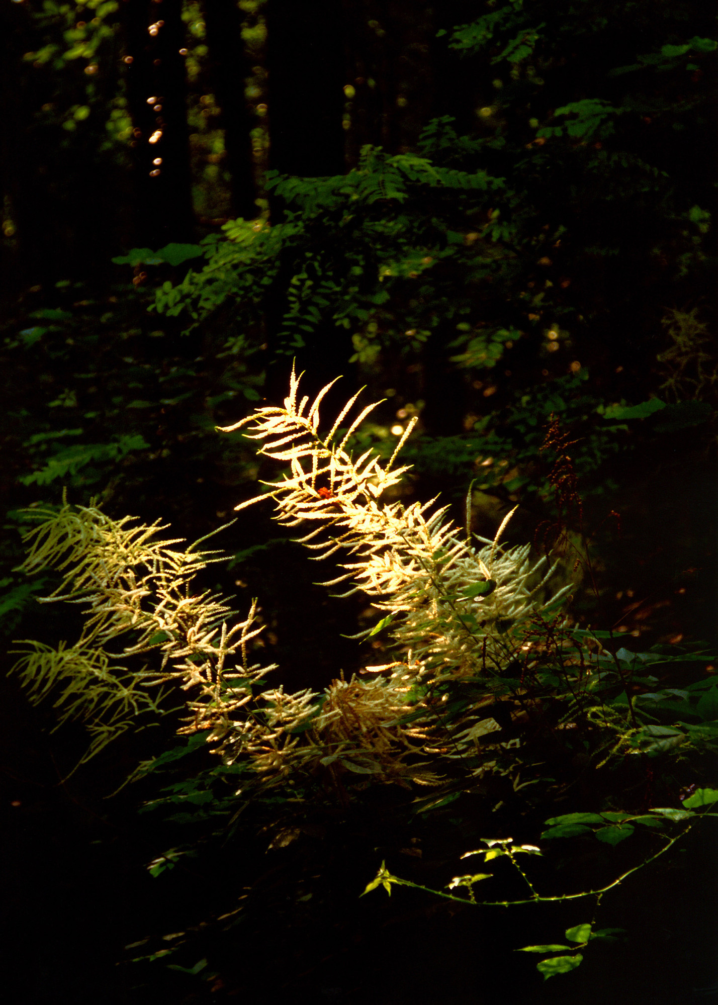 Ma il bosco era scuro.... (Sally) di aldopaolo