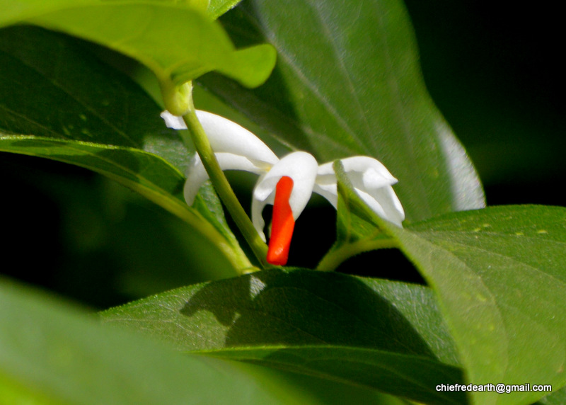 Night-flowering Jasmine,  Parijat