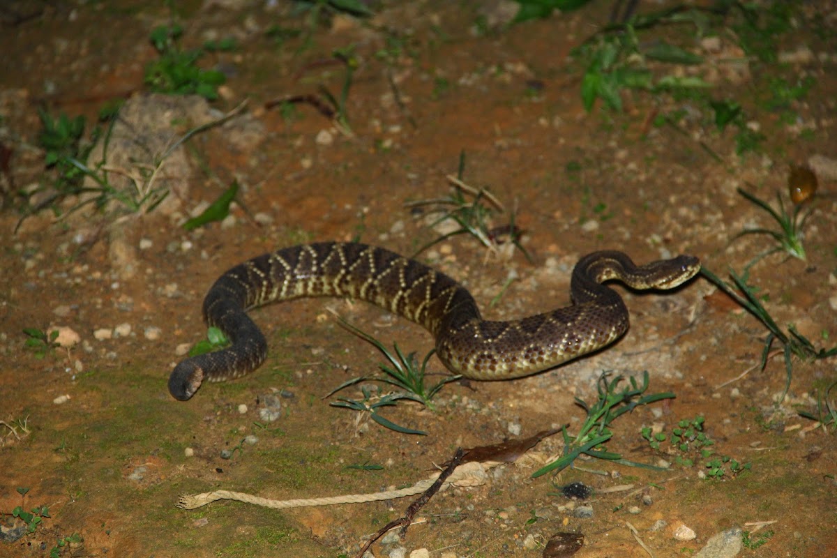 Cascavel - Rattlesnake