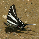 Zebra Swallowtail