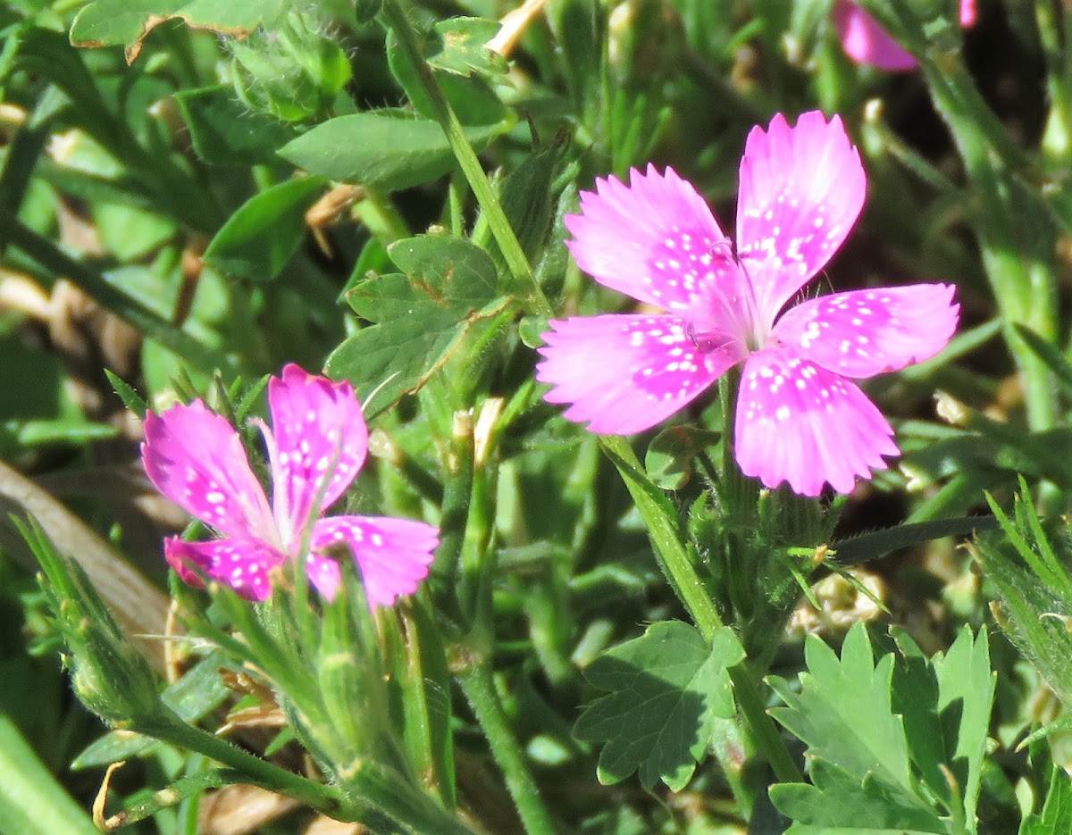 Maiden Pink