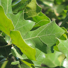 Blackjack Oak