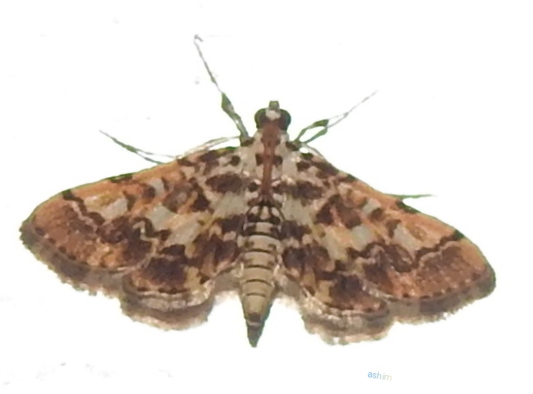 Crambidae moth