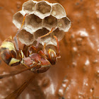 Tropical Paper Wasp