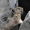 American pika