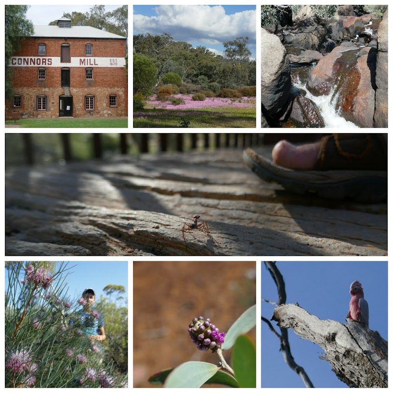 Toodyay and its mill. A giant ant obsessed by a big toe.