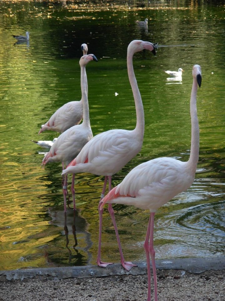 Fenicotteri Rosa... di Pancottino