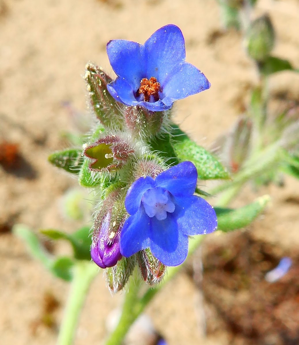 Small bugloss