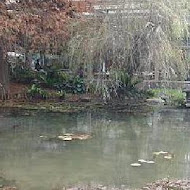 菁芳園 Tenway Garden／花園餐廳／落羽松