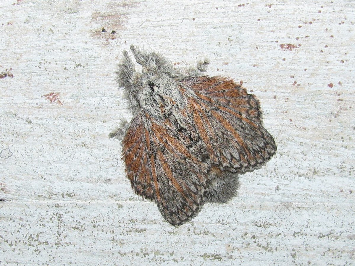 Lappet Moth