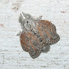 Lappet Moth