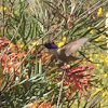 Costa's hummingbird