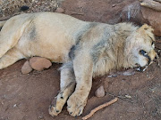 The lions were killed at the Akwaaba Predator Park, in Rustenburg, after being poisoned.