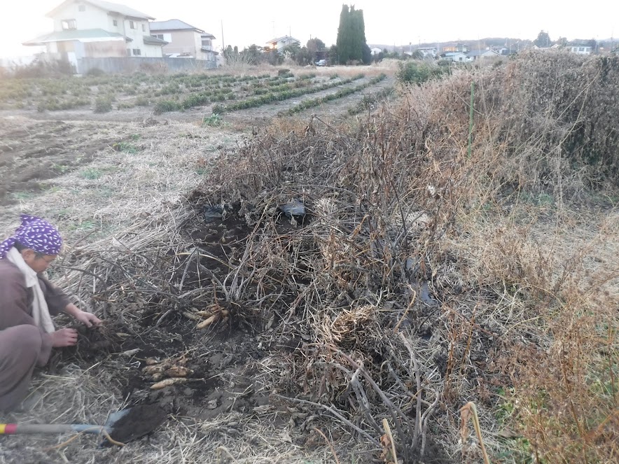 ヤーコン収穫。今年は霜が早かったためかヤーコンが小さいです