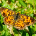 Pearl crescent