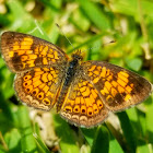 Pearl crescent