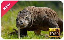 Komodo Dragon Wallpapers and New Tab small promo image