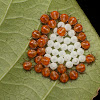 Stink bug nymphs and eggs