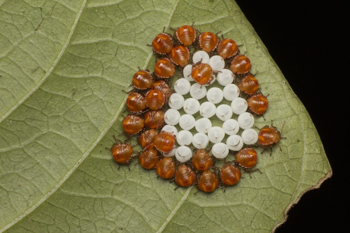 Stink bug nymphs and eggs