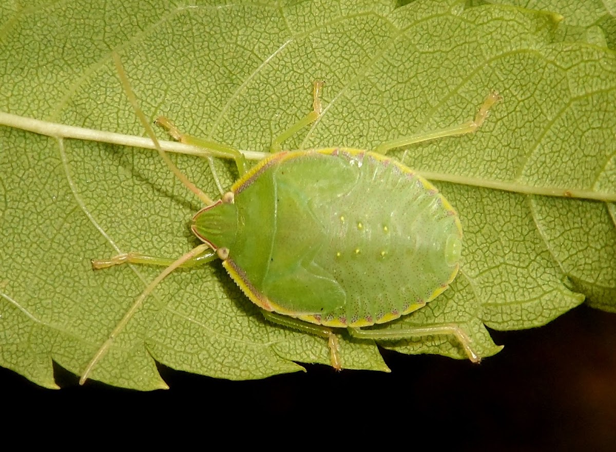 Loxa deducta numph